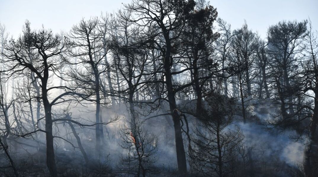 Λέκκας: Η Αττική δεν αντέχει να χάσει άλλο πράσινο, καταστροφικό το μέλλον της