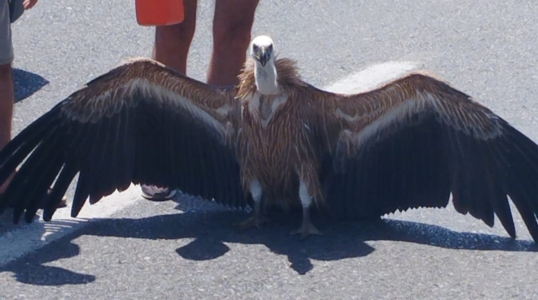Γυπαετός στον ΒΟΑΚ