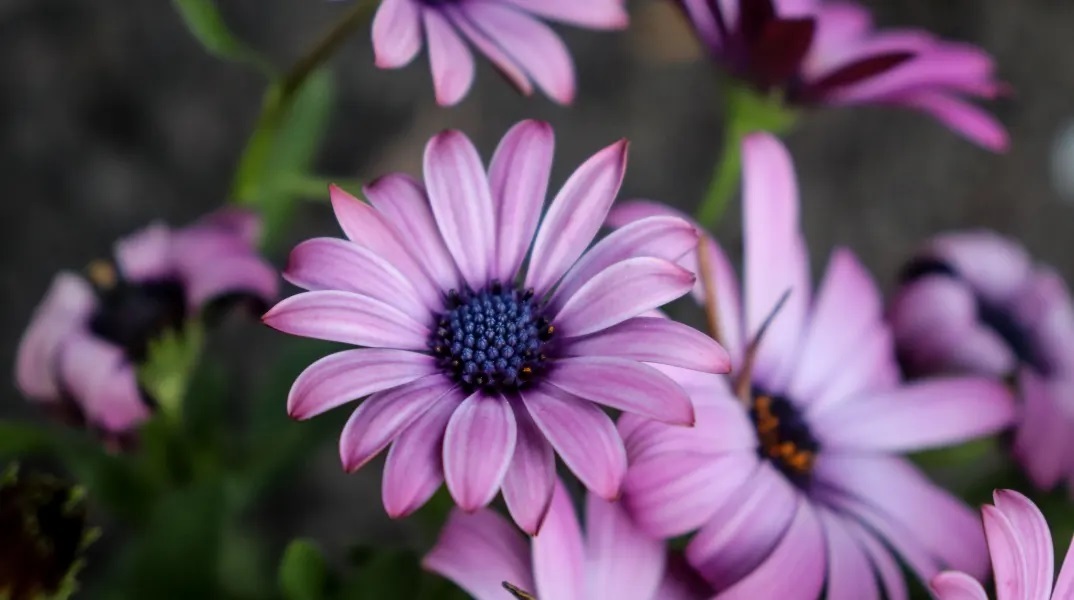 Εορτολόγιο: Σήμερα 22 Νοεμβρίου 2023 γιορτάζει…