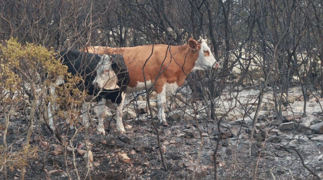 Nεκρός ο κτηνοτρόφος που αγνοούνταν στην Κάρυστο