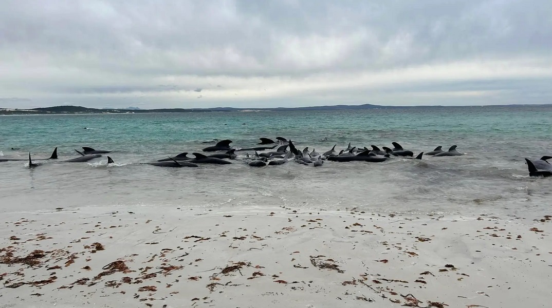 Αυστραλία: Δεκάδες μαυροδέλφινα εξόκειλαν σε παραλία 