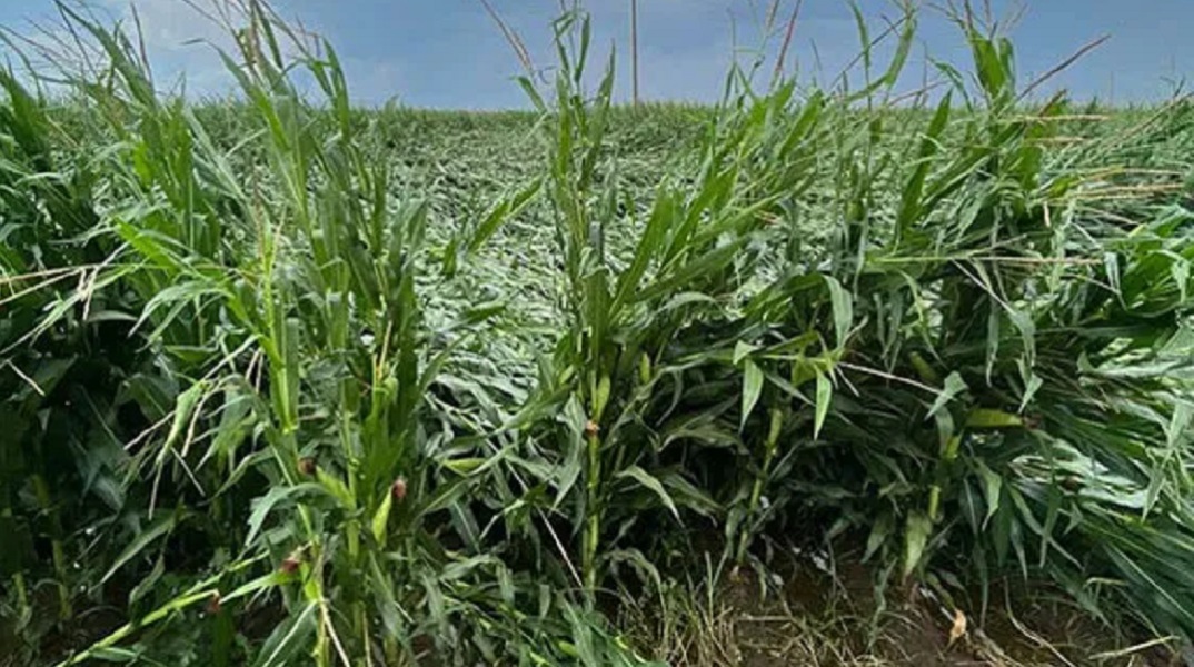 Ξάνθη: Καταστροφές σε καλλιέργειες και κτηνοτροφικές μονάδες από ανεμοστρόβιλο