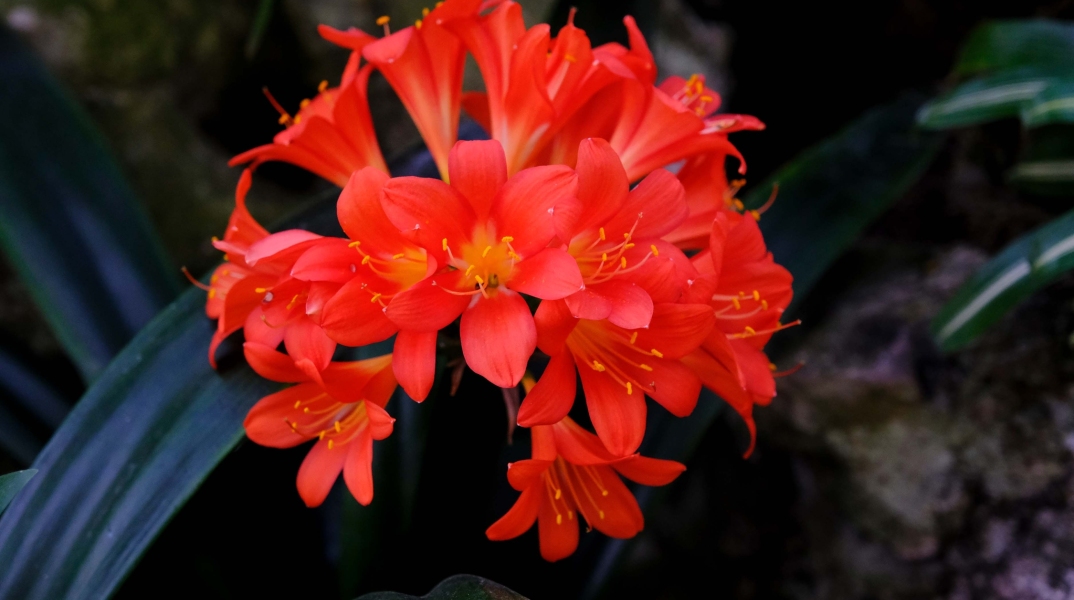 Λουλούδι στα βασιλικά θερμοκήπια του Laeken, Βέλγιο