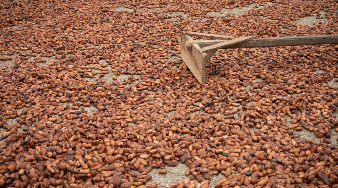 Κόκκοι κακάο
