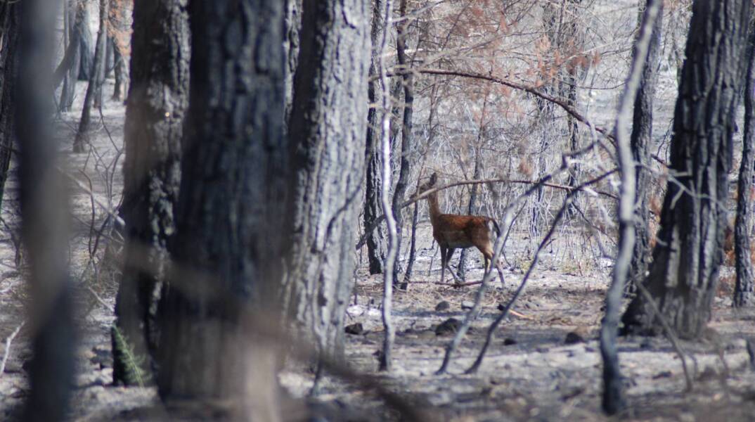 Eλαφάκι στα καμένα της Ρόδου