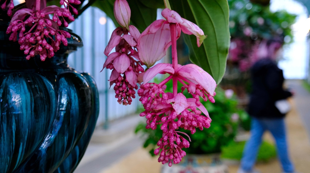 Ιδιαίτερο φυτό στα βασιλικά θερμοκήπια του Laeken στο Βέλγιο