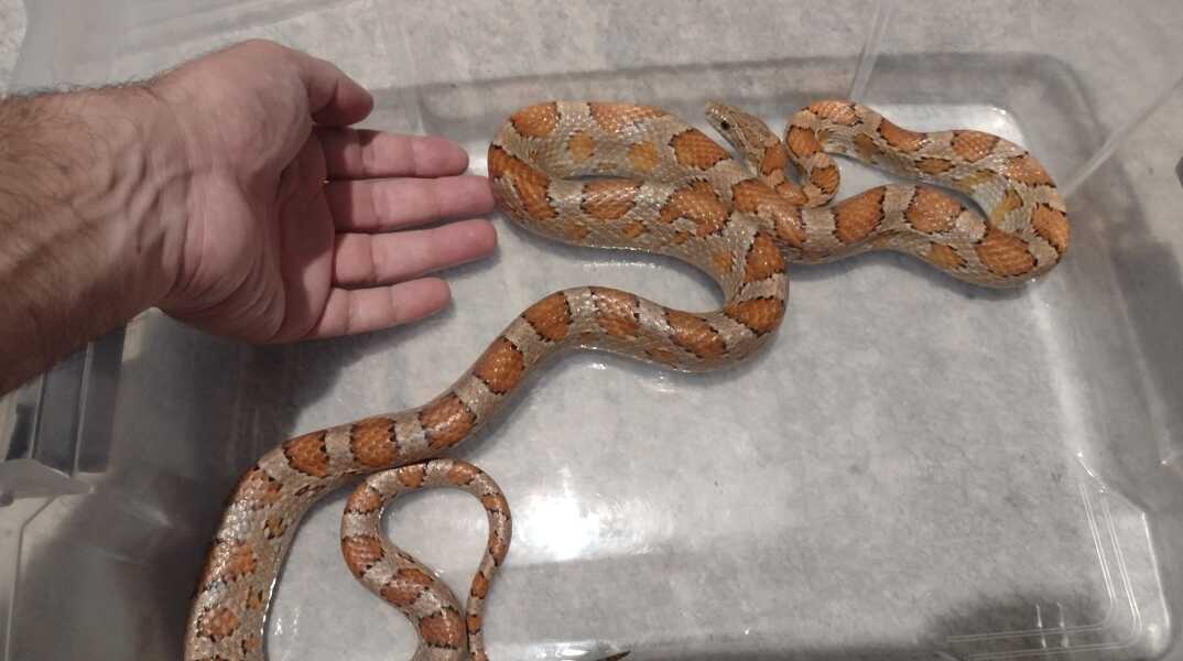 Corn snake βρέθηκε σε διαμέρισμα στη Θεσσαλονίκη