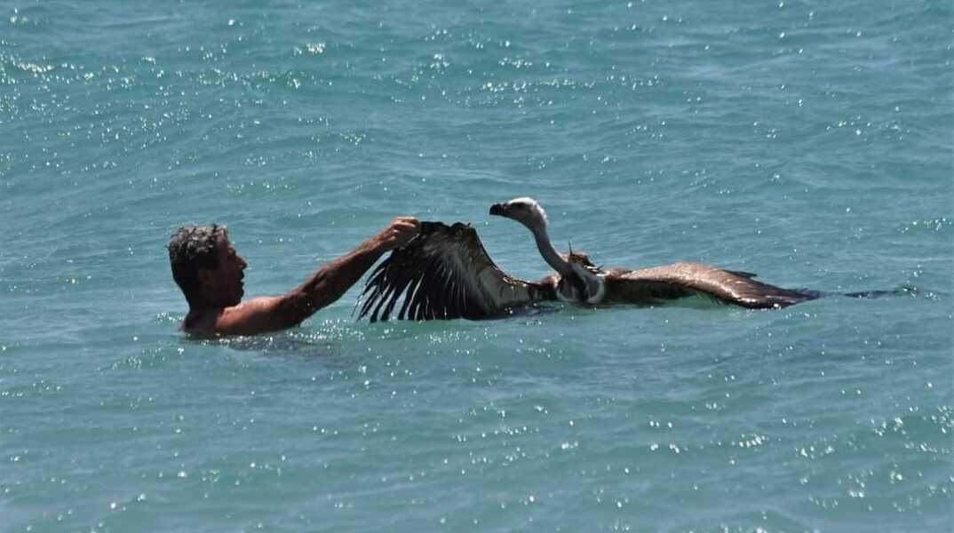 Διάσωση ορνίου σε παραλία στη Σητεία