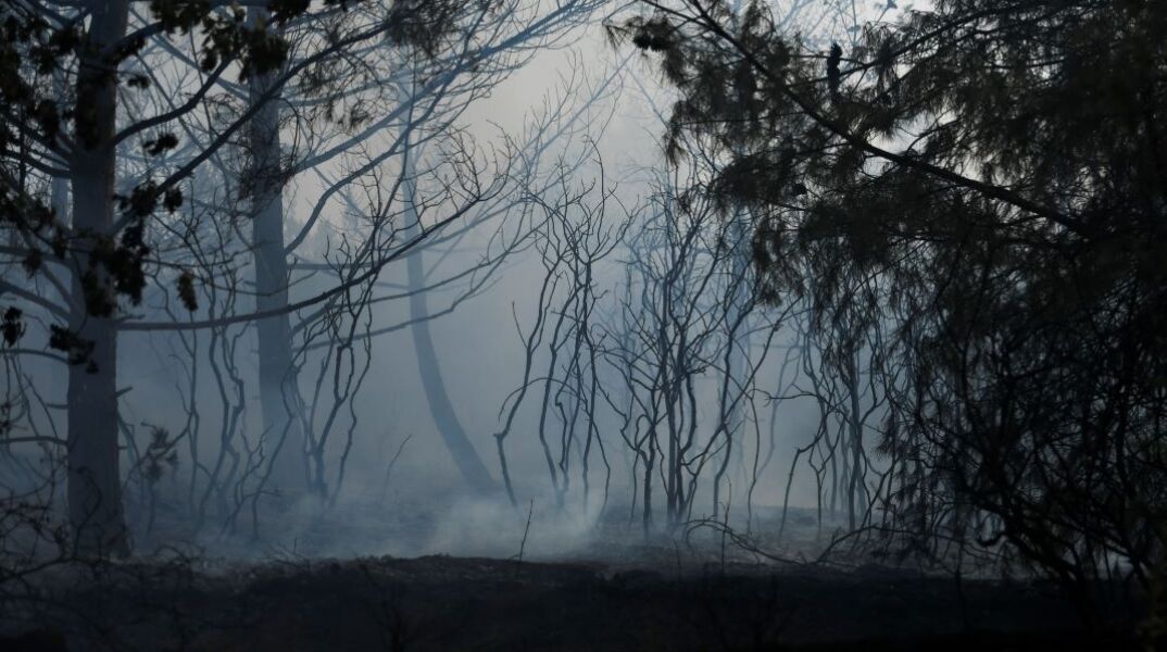 «Τα δάση δεν καίγονται το καλοκαίρι, έχουν ήδη "καεί" τον χειμώνα»