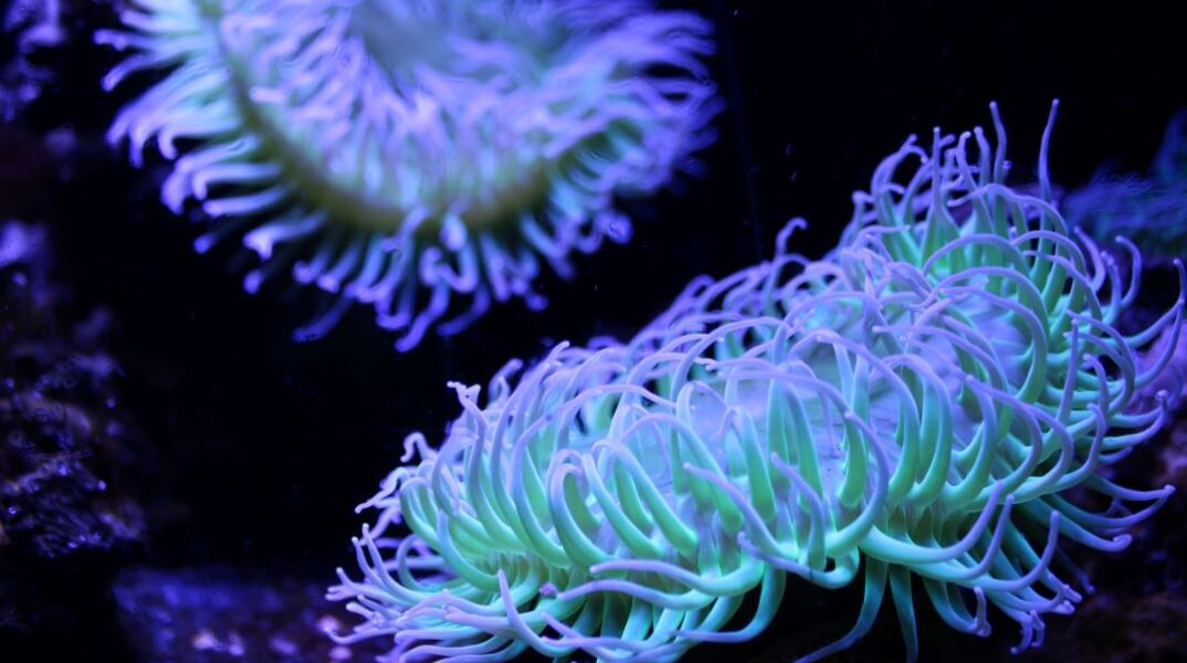 Θαλάσσια ανεμώνη