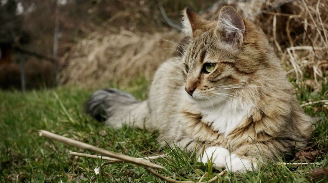 Στον ανακριτή σήμερα 62χρονος που σκότωσε γάτα με καλάμι ψαρέματος
