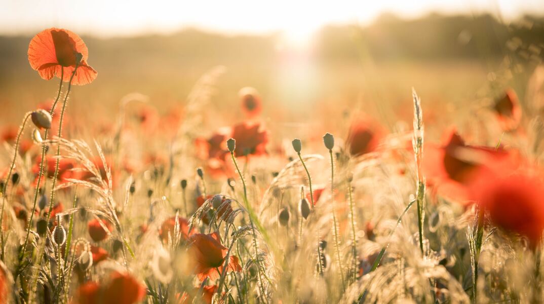 Παπαρούνες