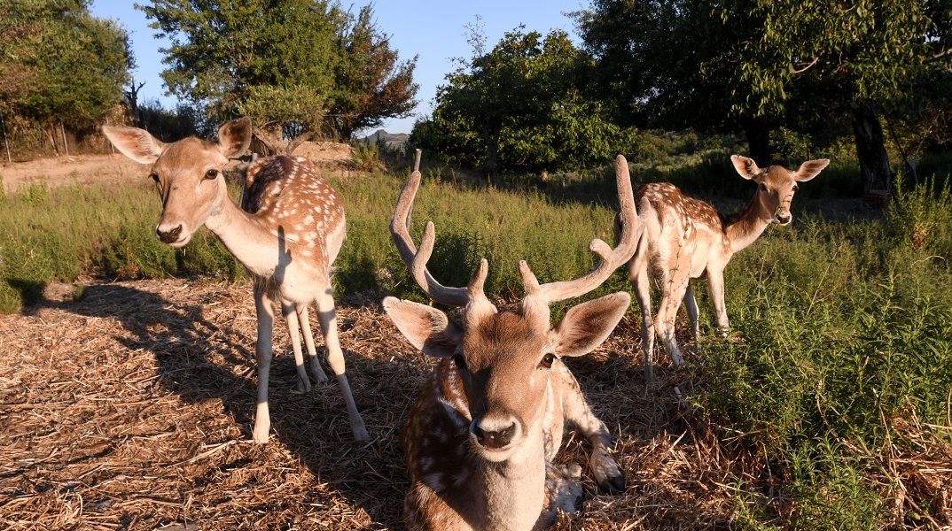 Πρέπει να ληφθούν άμεσα μέτρα γιατί εγκαταλείπονται οι περιοχές 