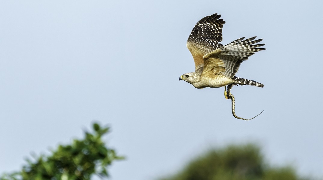 Γεράκι που έχει πιάσει φίδι