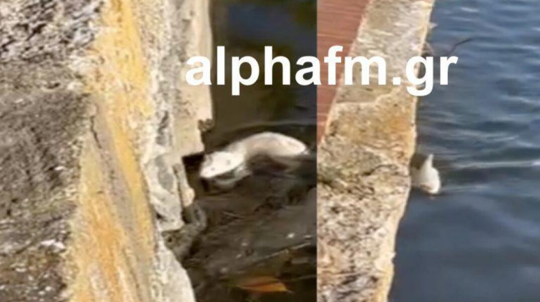 Μινκ κολυμπούν στη λίμνη της Καστοριάς