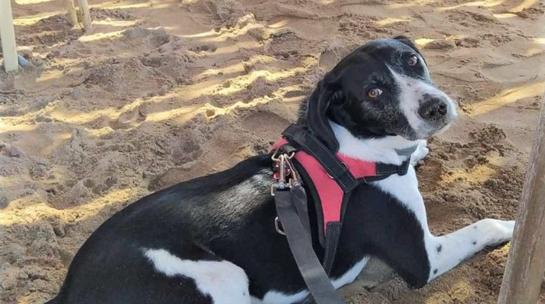  Ιταλοί τουρίστες στην Σαπιέντζα, σε διακοπές, έζησαν φριχτές στιγμές, καθώς τα ζώα τους δηλητηριάστηκαν από φόλες