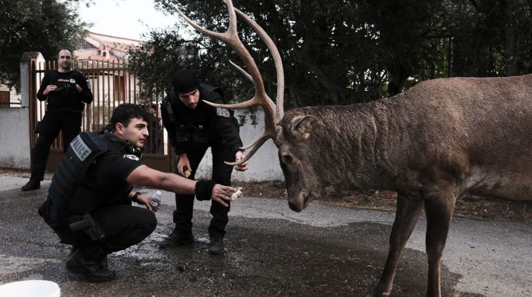 Η συγκινητική στιγμή που αστυνομικοί φροντίζουν ελάφι