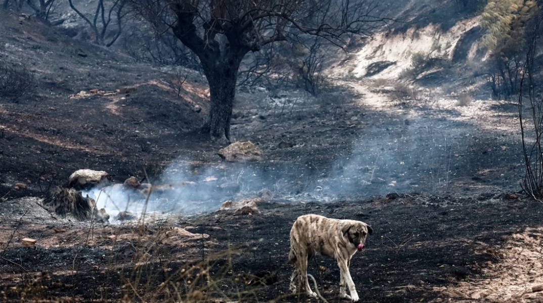 Σκύλος περπατά στις στάχτες μετά τη φωτιά στη Φυλή