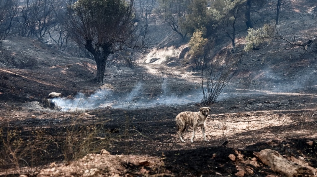 Αποκαΐδια μετά τη φωτιά στη Φυλή