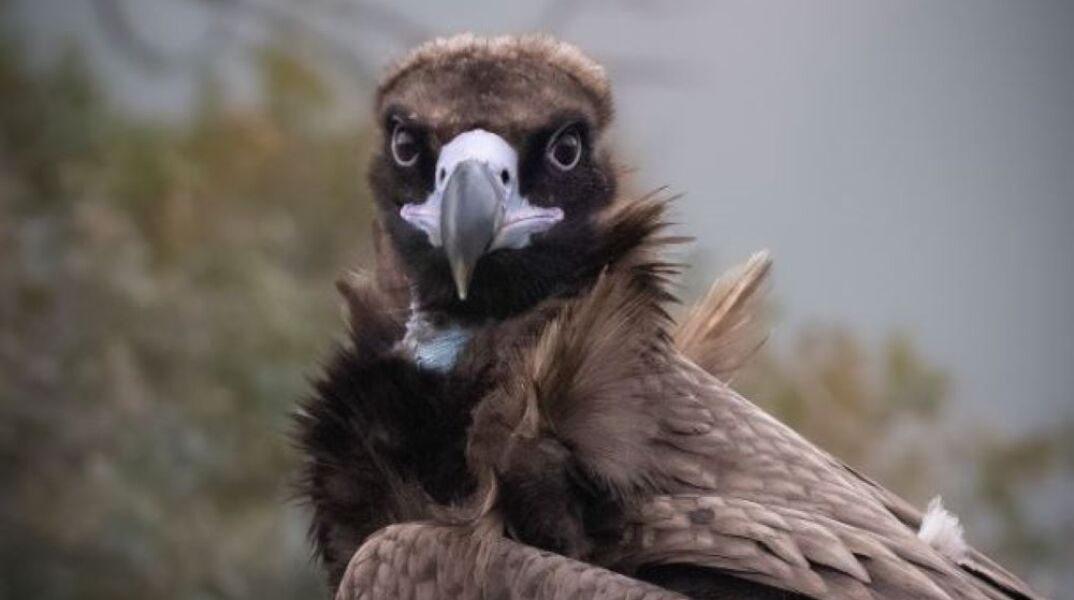 Έχασαν τις φωλιές τους από τις φλόγες υπό εξαφάνιση αρπακτικά