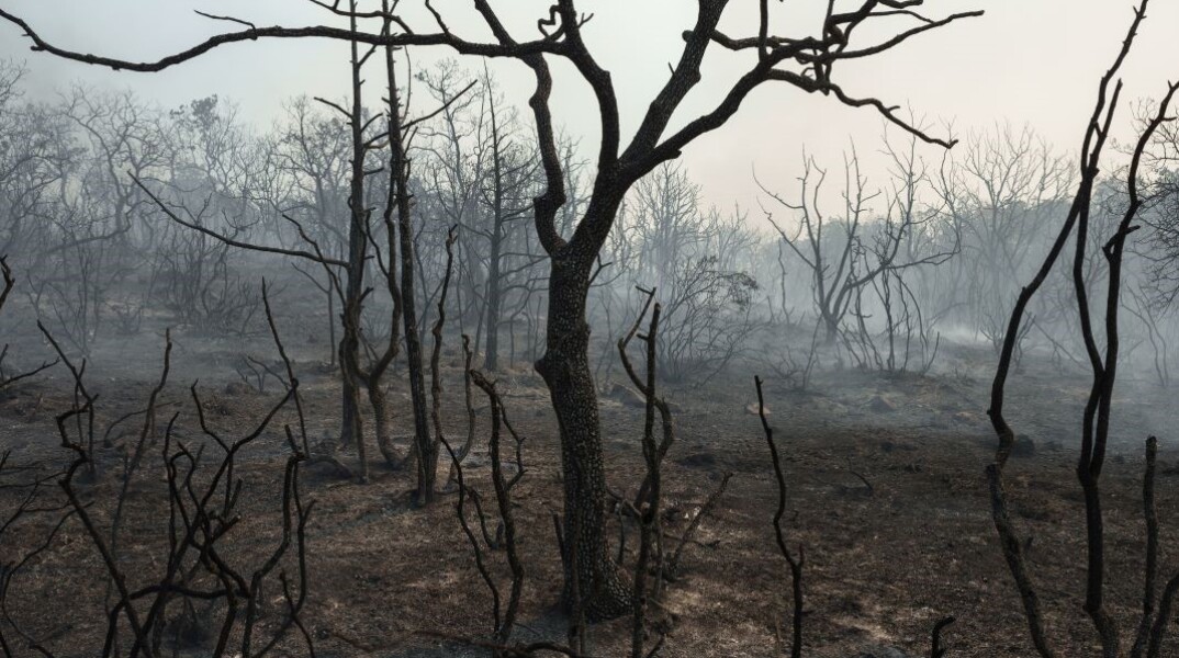 «Η επόμενη μέρα φαντάζει τρομακτική» στο δάσος της Δαδιάς