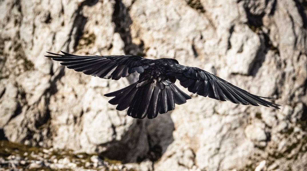 Πάρος: Σταύρωσαν κοράκι και το άφησαν σε κοινή θέα