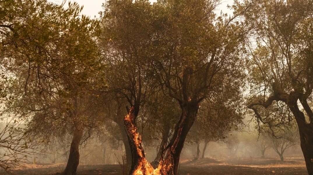 Φωτιά τώρα στον Έβρο: Προειδοποιητικό μήνυμα στο Σουφλί	