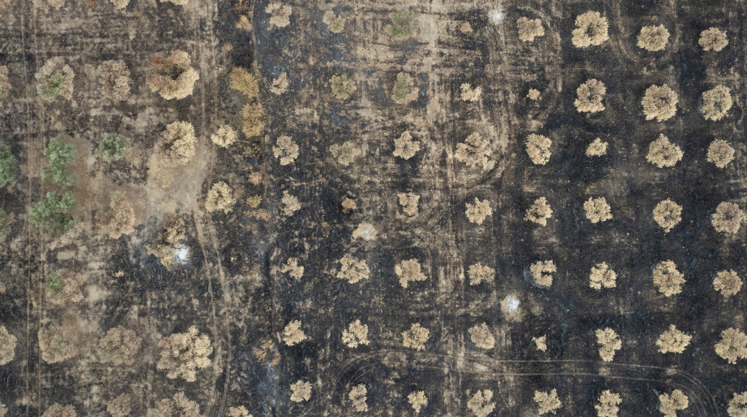 Καμένες εκτάσεις στα Δίκελα Αλεξανδρούπολης