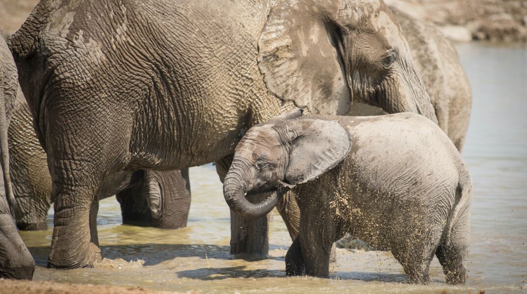 Ελέφαντες στη Ζιμπάμπουε