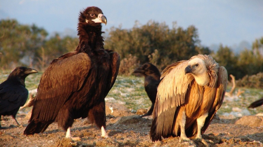 μαυρόγυπες