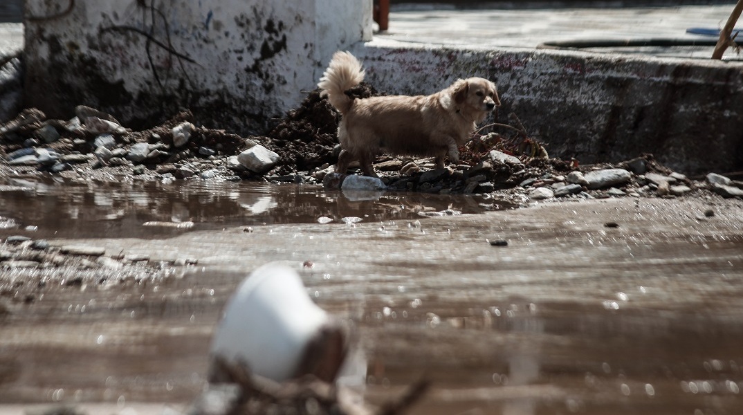 Κακοκαιρία Daniel: «Καμπανάκι» από τους ειδικούς για μολυσμένο νερό