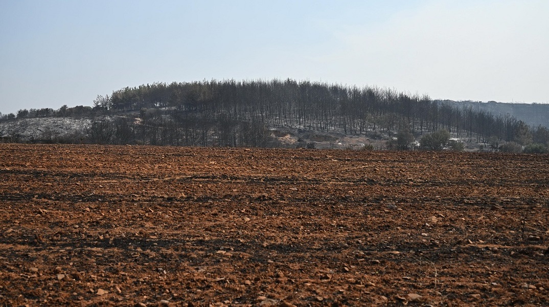 Πυρκαγιά στον Έβρο: Κάηκε σχεδόν το 60% του δάσους της Δαδιάς