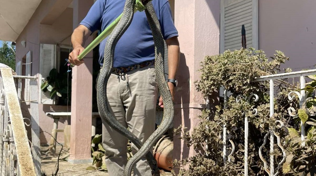 Φίδι 2,5 μέτρων στον Παλαμά Καρδίτσας