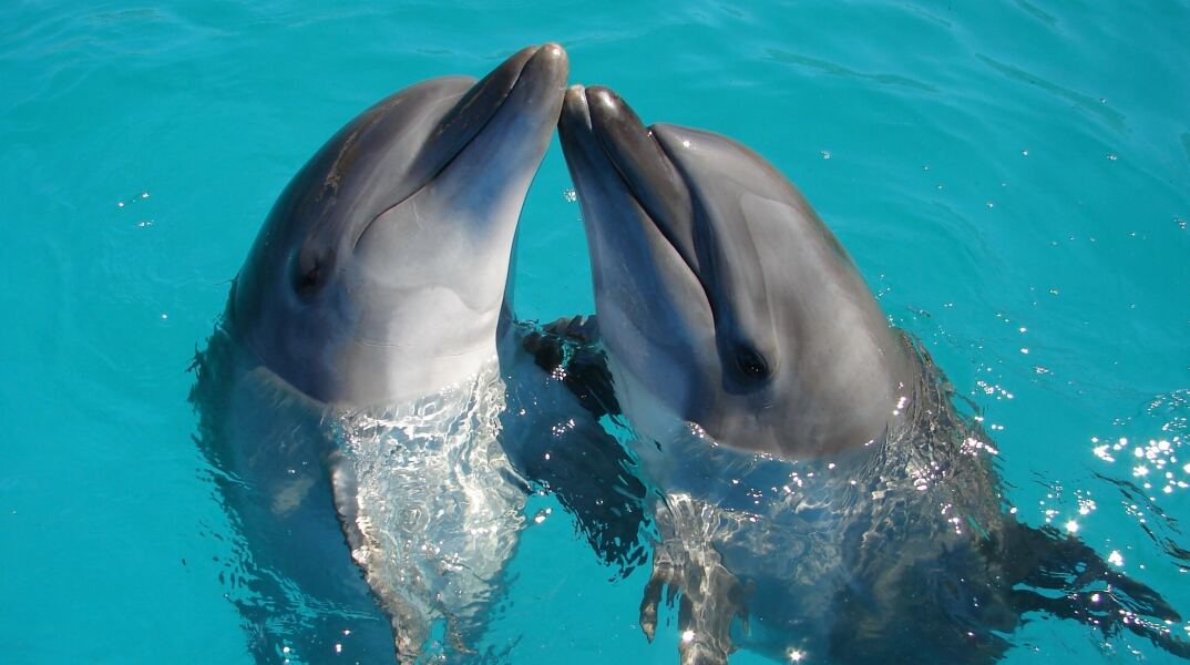 Δελφίνια