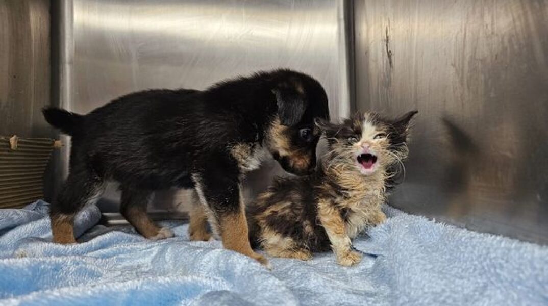 Ο Νόμος για τα ζώα συντροφιάς και η έκθεση του ελεγκτικού συνεδρίου