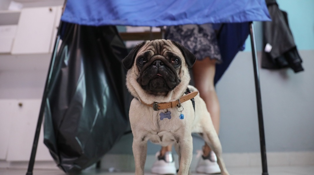 Ζωάκι αναμένει κάτω από το παραβάν σε εκλογικό τμήμα