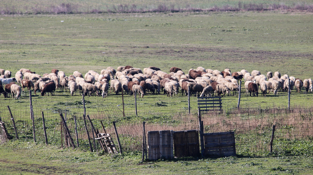 Πρόβατα βόσκουν σε κάμπο