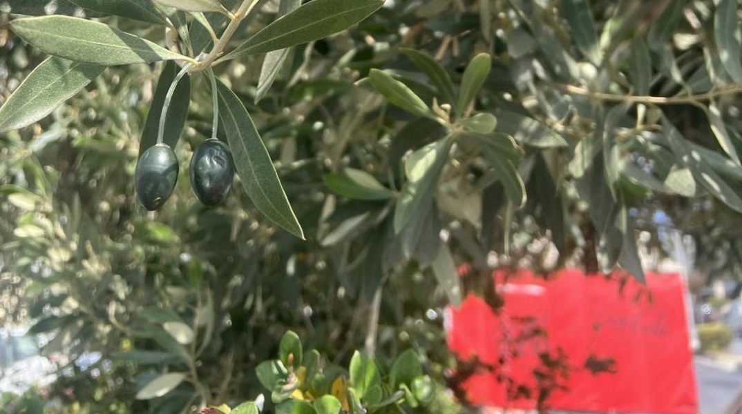 Τσιπάκια με όψη ελαιοκάρπου για την προστασία από κλοπές