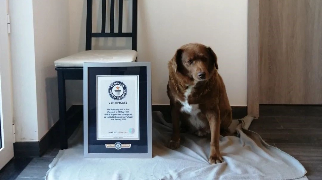 Bobi: Ο γηραιότερος σκύλος του κόσμου πέθανε στα 31 του