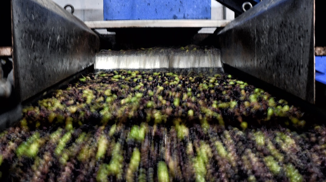 Ελαιόλαδο: Με σεκιούριτι και κάμερες οι παραγωγοί προστατεύουν τις σοδειές τους