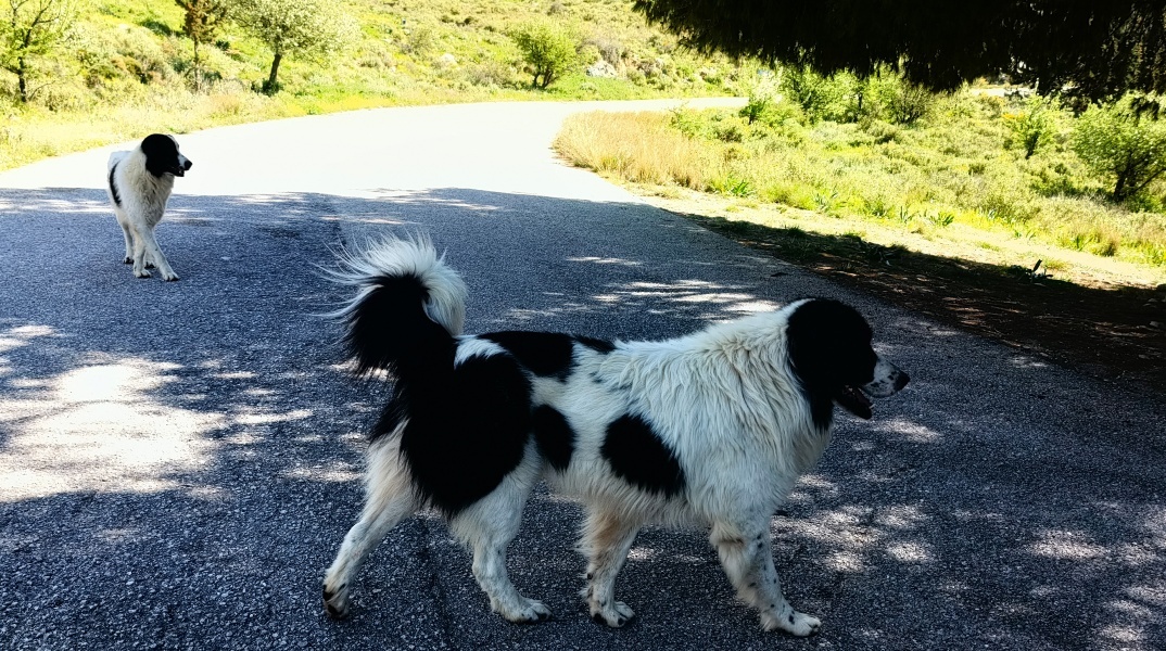 Χειροπέδες στον 58χρονο που έσερνε σκυλιά από το αυτοκίνητό του