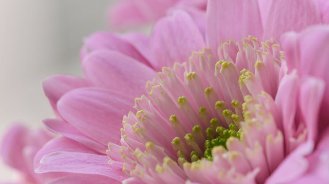 Χρυσάνθεμο