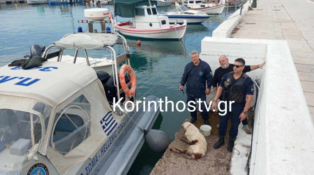 Ισθμός: Σκύλος έπεσε στο κανάλι – Διασώθηκε από άνδρες του λιμενικού