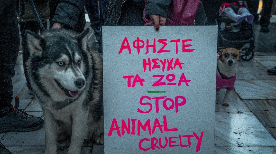 Αράχωβα: Οι έρευνες της Αστυνομίας δεν βλέπουν ανθρώπινο χέρι να κακοποιεί το άτυχο χάσκι Αναμένονται οι τοξικολογικές εξετάσεις και η πραγματογνωμοσύνη