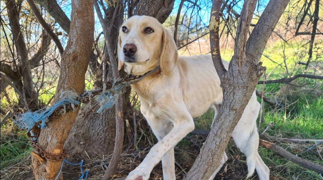 Σκυλίτσα βρέθηκε αλυσοδεμένη σε δέντρο - «Είχε δεθεί με αλυσίδα και σπάγκο και είχε αφεθεί για να πεθάνει»