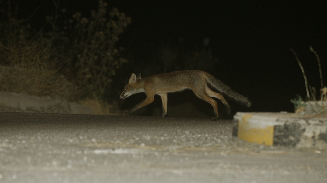 Πάτρα: Αλεπού βρέθηκε κρεμασμένη και φιμωμένη στο Παναχαϊκό Όρος Η ΕΛΑΣ διενεργεί έρευνες για τον εντοπισμό των βασανιστών του τετράποδου