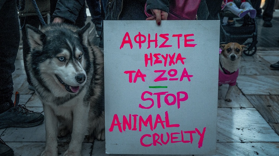 Αράχωβα: Ορίστηκε τεχνικός σύμβουλος για την υπόθεση «Όλιβερ» από τη Πανελλήνια Φιλοζωική Ομοσπονδία