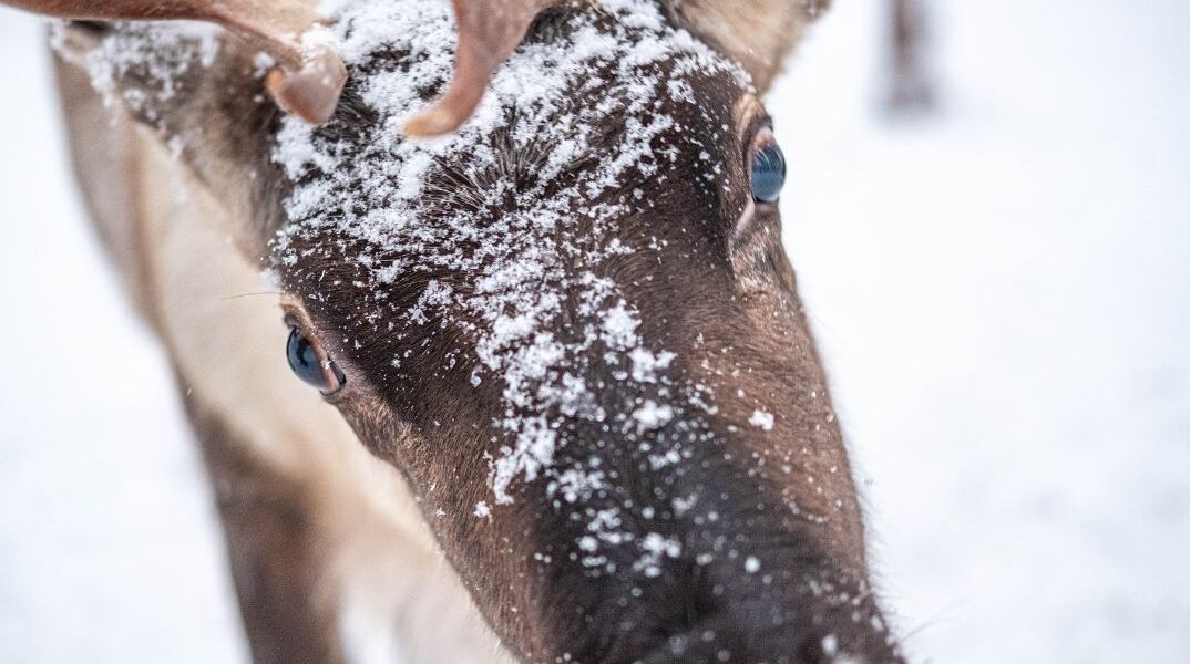Τάρανδοι: Γιατί τα μάτια τους αλλάζουν «χρώμα» χειμώνα και καλοκαίρι