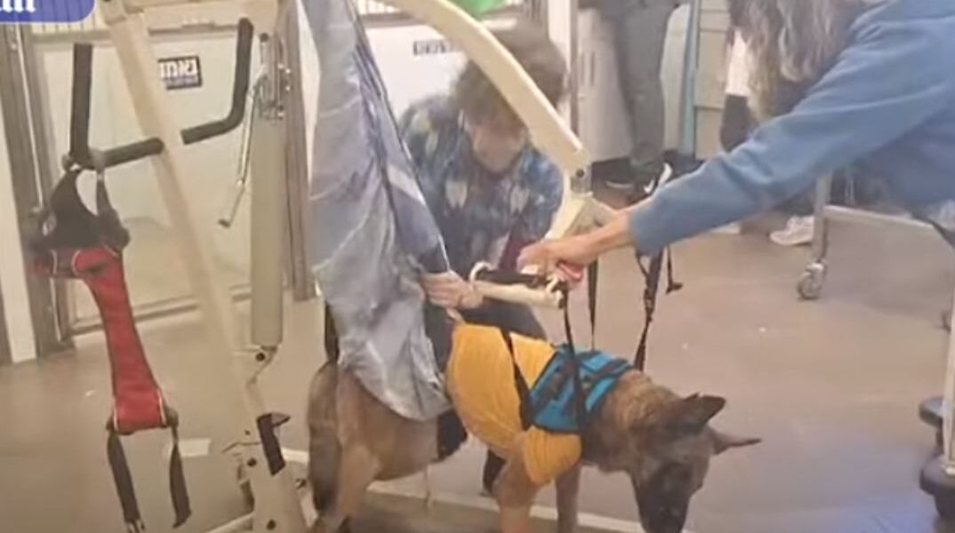 Iσραήλ: Aνέκαμψε σκύλος των ειδικών δυνάμεων που χτυπήθηκε από χειροβομβίδα της Χαμάς