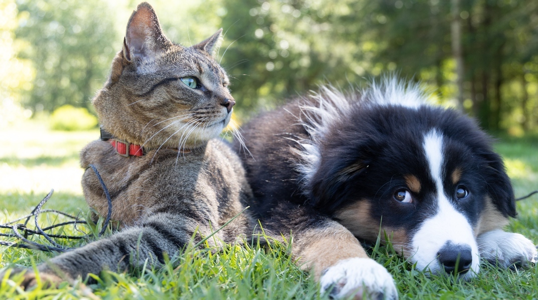 6 νέα ενδιαφέροντα πράγματα που μάθαμε για τις γάτες και τους σκύλους μέσα στο 2023 Ποιο από τα δύο κατοικίδια είναι «τέλειο»; Η επιστήμη έδωσε την απάντηση